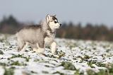 SIBERIAN HUSKY 253